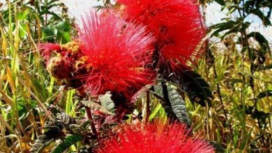 Photo of Descubra as lindas flores do tweedii Calliandra