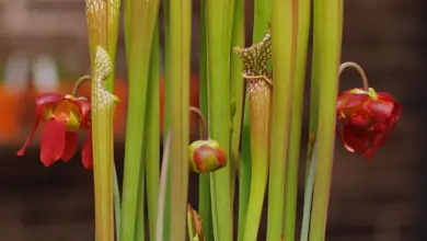 Photo of Descubra o cuidado dado a Sarracenia Flava, uma planta carnívora.