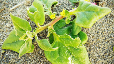 Photo of Descubra os cuidados de Tetragonia tetragonoides