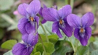 Photo of Descubra os cuidados de Viola odorata ou Violet de olor