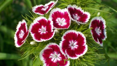 Photo of Dianthus barbatus Clavel de poeta