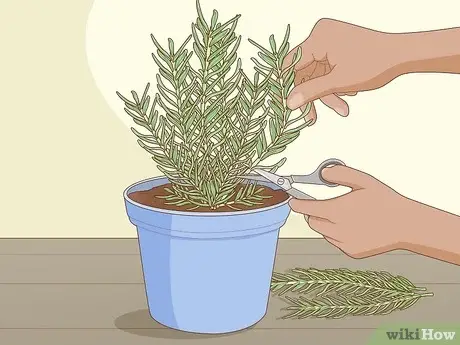Photo of Dicas de alecrim: aprender a dar forma a uma planta de alecrim