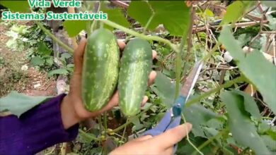 Photo of Dicas de cultivo do pepino