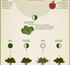 Photo of Dicas de Jardinagem de Maio e Listas a fazer por área de plantio e região