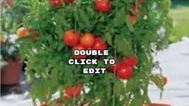 Photo of Dicas de Plantação de Tomate – Como Plantar um Tomate
