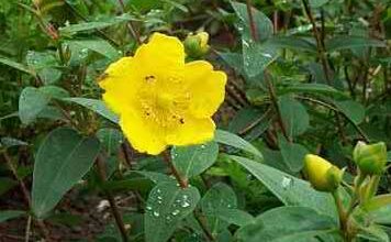 Photo of Dicas de poda de St. John’s Worting: Quando cortar St. John’s Wort