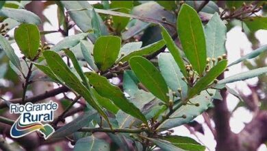 Photo of Dicas de transplante de louro: Como transplantar árvores na Bahia