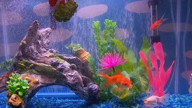 Photo of Dicas para a decoração de aquários