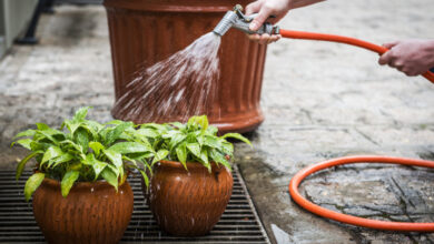 Photo of Dicas para a limpeza das plantas no jardim