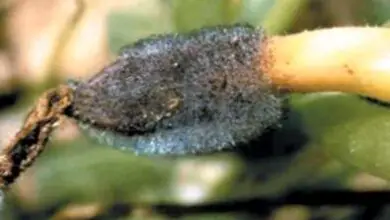Photo of Dicas para controlar a podridão da fruta Choaenephora