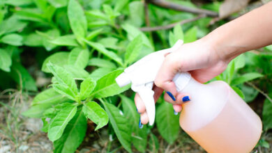 Photo of Dicas para controlar o verme do repolho no jardim