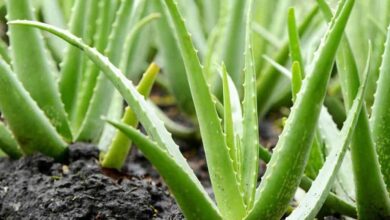 Photo of Dicas para fertilizar plantas de aloe