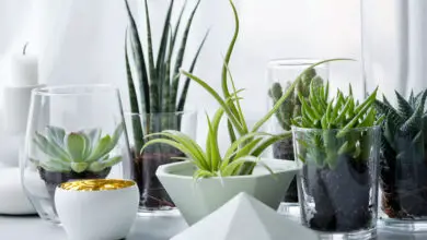 Photo of Dicas para manter as plantas vivas