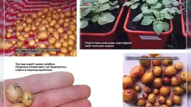 Photo of Dicas para o armazenamento de batatas-semente para a plantação do próximo ano