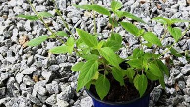 Photo of Dicas para o cultivo da salva do ananás