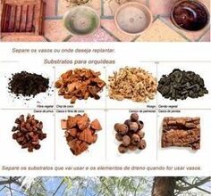 Photo of Dicas para o cultivo da vieira: Saiba mais sobre as plantas da vieira