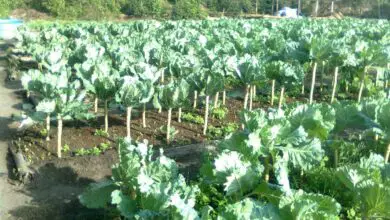 Photo of Dicas para o cultivo de couves