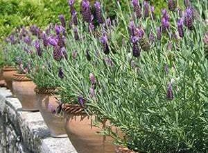 Photo of Dicas para o cultivo de plantas de lavanda Hidcote