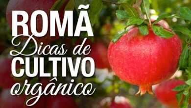 Photo of Dicas para o cultivo de romãs em casa