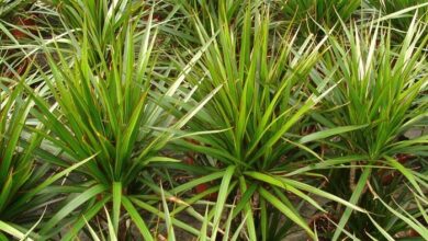 Photo of Dicas para o cultivo de um Dragão Dragão Dracena