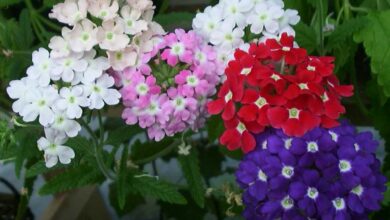 Photo of Dicas para o cultivo de Verbena Limão no Jardim