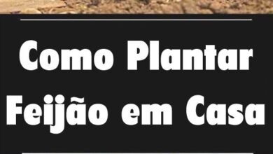 Photo of Dicas para o cultivo do feijão – Aprenda a plantar feijão no jardim