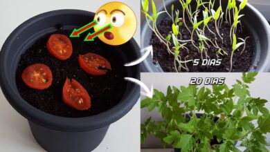 Photo of Dicas para o cultivo do tomate cigano