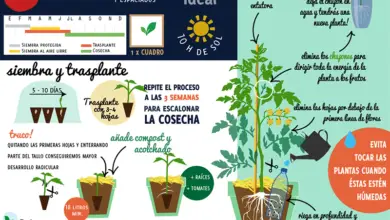 Photo of Dicas para o cultivo do tomate – Como cultivar tomates