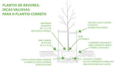 Photo of Dicas para plantar uma árvore