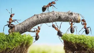 Photo of Dicas para se livrar das formigas no jardim