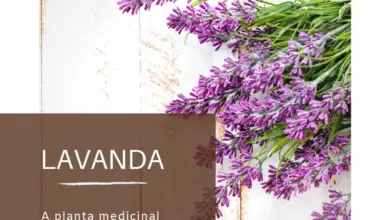 Photo of Dicas para semear lavanda eficazmente