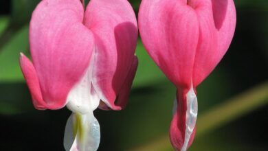 Photo of Dicentra Coração Queimado, Coração Sangrento