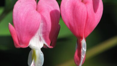 Photo of Dicentra spectabilis Coração de Maria, Coração Sangrento, Coração de Jeannette