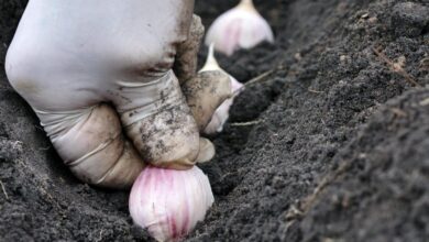 Photo of Diferentes tipos de alho: Variedades de alho para cultivar no jardim