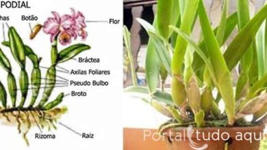 Photo of Dividir as folhas da planta doméstica