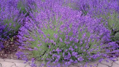 Photo of Divisão das plantas de lavanda: As plantas de lavanda podem ser divididas?