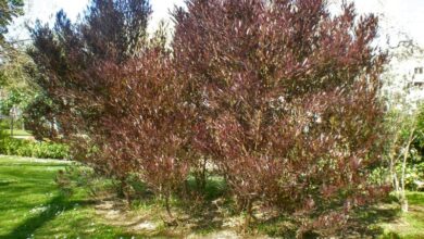 Photo of Dodonaea viscosa, um arbusto capaz de restaurar solos empobrecidos