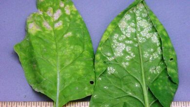 Photo of Doença da Ferrugem Branca do Espinafre – Tratamento das Plantas de Espinafre Afectadas pela Ferrugem Branca
