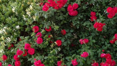 Photo of Doença das rosas – como cuidar do seu rosebush