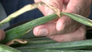 Photo of Doenças das plantas de cebola: Dicas para o tratamento das doenças das cebolas