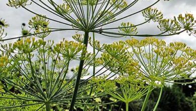 Photo of Doenças das plantas de endro – Dicas para lidar com problemas de endro