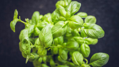 Photo of Doenças e problemas relacionados com o cultivo do manjericão