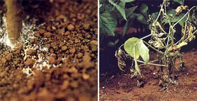 Photo of Doenças fúngicas do feijão: Dicas para tratar a podridão das raízes das plantas do feijão