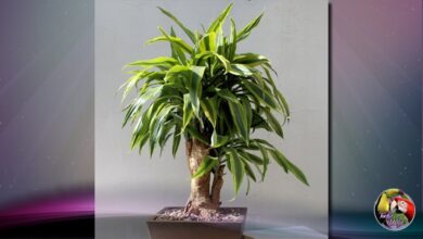 Photo of Dracaena Bonsai Care