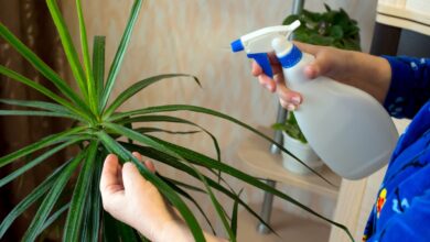 Photo of Dracena Pest Control