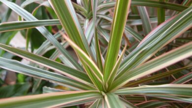 Photo of Dragoeiro de Madagáscar, Dracaena de Madagáscar