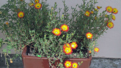 Photo of Drosanthemum micans