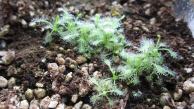 Photo of Drosera capensis, planta carnívora sem caule