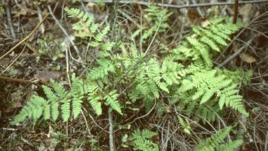 Photo of Dryopteridaceae