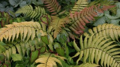 Photo of Dryopteris Sunset Fernão